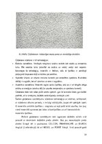 Реферат 'Vieglbetoni un to veidi', 19.
