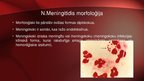 Презентация 'Neisseria meningitidis - meningokoki', 4.