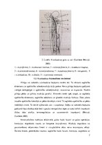 Реферат 'Nervus ischiadicus anatomija un traucējumu izpausmes', 7.