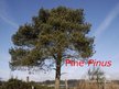 Презентация 'Pine Tree', 1.
