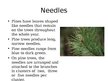 Презентация 'Pine Tree', 5.