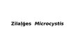 Презентация 'Zilaļģes - Microcystis', 1.