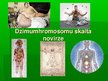 Презентация 'Dzimumhromosomu skaita novirze', 1.