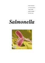 Реферат 'Salmonella', 1.