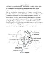 Реферат 'Sejas venozā asinsrite un limfrite', 3.