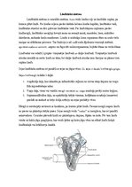 Реферат 'Sejas venozā asinsrite un limfrite', 5.