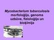 Презентация 'Mycobacterium tuberculosis morfoloģija, genoma uzbūve, fizioloģija un bioķīmija', 1.