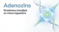 Презентация 'Adenozīns kā smadzeņu enerģijas un miera regulators', 1.