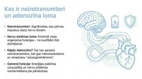 Презентация 'Adenozīns kā smadzeņu enerģijas un miera regulators', 2.