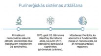Презентация 'Adenozīns kā smadzeņu enerģijas un miera regulators', 3.