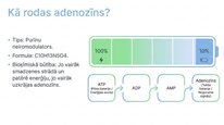 Презентация 'Adenozīns kā smadzeņu enerģijas un miera regulators', 4.