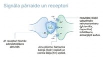 Презентация 'Adenozīns kā smadzeņu enerģijas un miera regulators', 5.