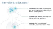 Презентация 'Adenozīns kā smadzeņu enerģijas un miera regulators', 7.