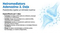 Презентация 'Adenozīns kā smadzeņu enerģijas un miera regulators', 13.
