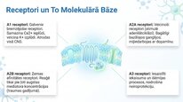 Презентация 'Adenozīns kā smadzeņu enerģijas un miera regulators', 17.