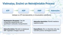 Презентация 'Adenozīns kā smadzeņu enerģijas un miera regulators', 18.