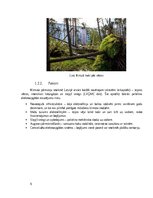 Реферат 'Dabas katastrofa - ekstrēmas vētras, kas skar Kurzemi un Vidzemi.', 6.