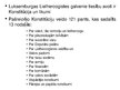 Презентация 'Latvijas un Luksemburgas policijas salīdzinājums', 10.