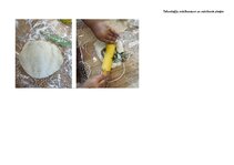 Конспект 'Rotaļnodarbības plāns ar tehnoloģiju mācību jomas dominanti', 3.