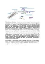 Образец документа 'Spektroskopijas metodes medicīnā', 59.
