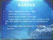 Презентация 'Karūsas, karpas', 14.