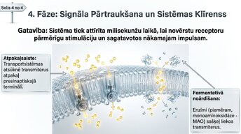 Презентация 'Sinapšu fizioloģija', 6.
