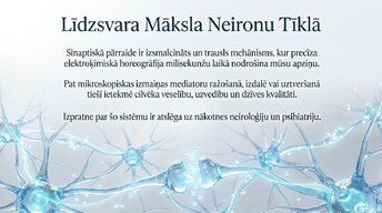 Презентация 'Sinapšu fizioloģija', 13.