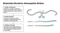 Презентация 'Oreksīni', 4.