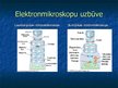 Презентация 'Elektronmikroskopi', 4.