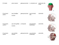 Презентация 'Galvas muskuļu stiprināšanās un funkcijas', 6.