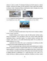 Дипломная 'Uzņēmuma SIA "Aironi" nākotnes attīstības iespējas', 19.