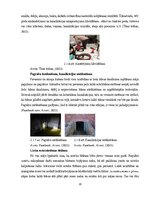 Дипломная 'Uzņēmuma SIA "Aironi" nākotnes attīstības iespējas', 20.