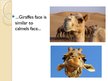 Презентация 'The Giraffe', 5.