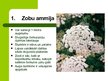Презентация 'Latvijas savvaļas augi', 3.