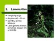 Презентация 'Latvijas savvaļas augi', 4.