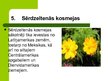 Презентация 'Latvijas savvaļas augi', 7.