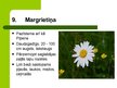 Презентация 'Latvijas savvaļas augi', 11.