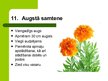 Презентация 'Latvijas savvaļas augi', 13.