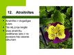 Презентация 'Latvijas savvaļas augi', 14.