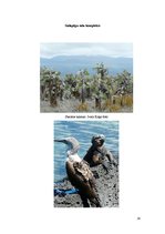 Реферат 'Galapagu salas un ekotūrisms', 16.