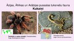 Презентация 'Tuksnešu un pustuksnešu fauna', 2.