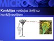Презентация 'Mikrobioloģija', 53.