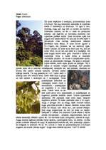 Реферат 'Mitro tropu mežu raksturojums, kartējums', 11.