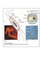 Реферат 'Mikroorganismu uzbūve un daudzveidība. Prokarioti', 13.