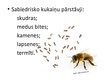 Презентация 'Sabiedriskie kukaiņi', 4.