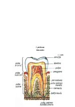 Реферат 'Zobu higiēna un tās ietekme uz zobu veselību', 30.