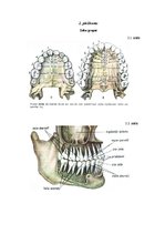 Реферат 'Zobu higiēna un tās ietekme uz zobu veselību', 32.