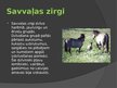 Презентация 'Zirgu selekcija Latvijā', 15.