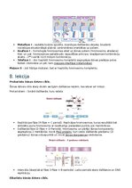 Конспект 'RSU Molekulārā un šūnu bioloģija 2. kolokvijam vajadzīgais konspekts', 4.