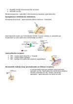 Конспект 'RSU Molekulārā un šūnu bioloģija 2. kolokvijam vajadzīgais konspekts', 14.